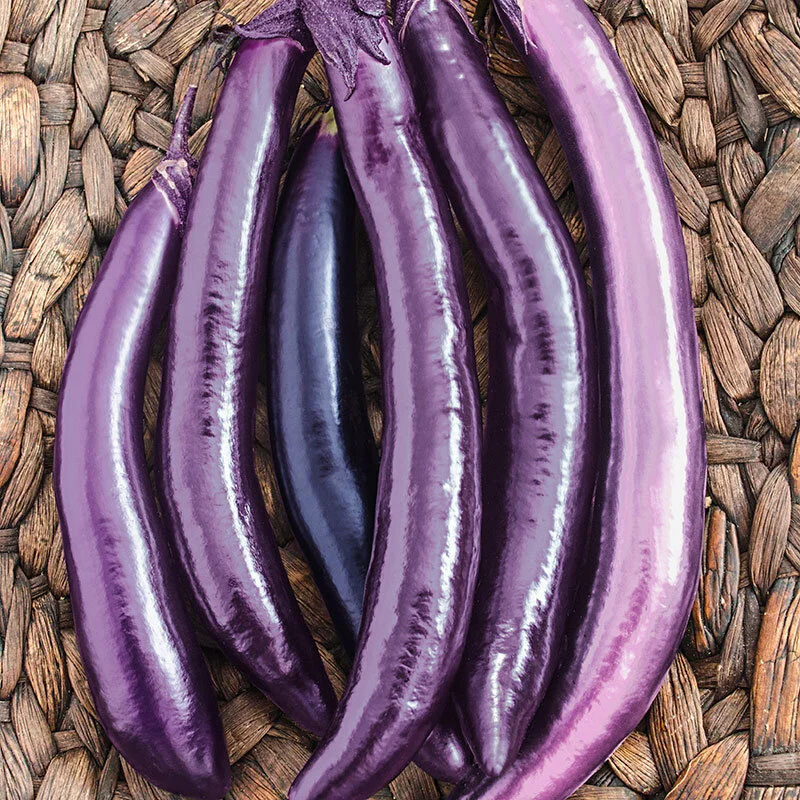 Growing Eggplants Successfully — Home Garden Seed Association